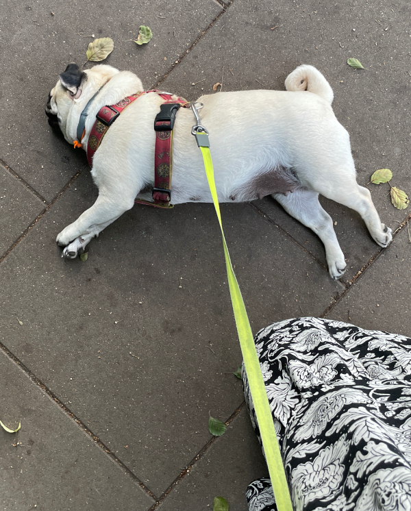 mops mopsik Czuczu mopsiczka Zazie