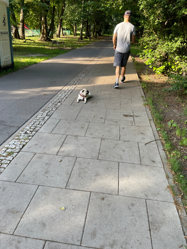 mops mopsik Czuczu mopsiczka Zazie