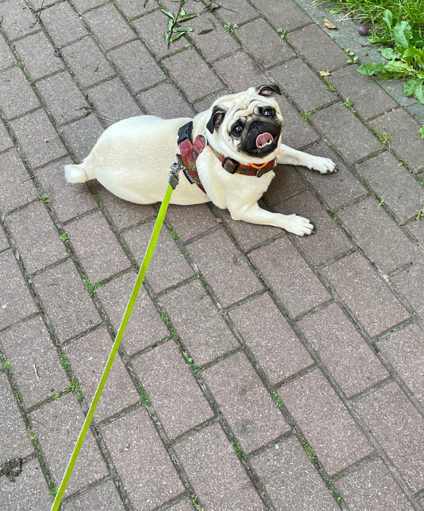 mops mopsik Czuczu mopsiczka Zazie