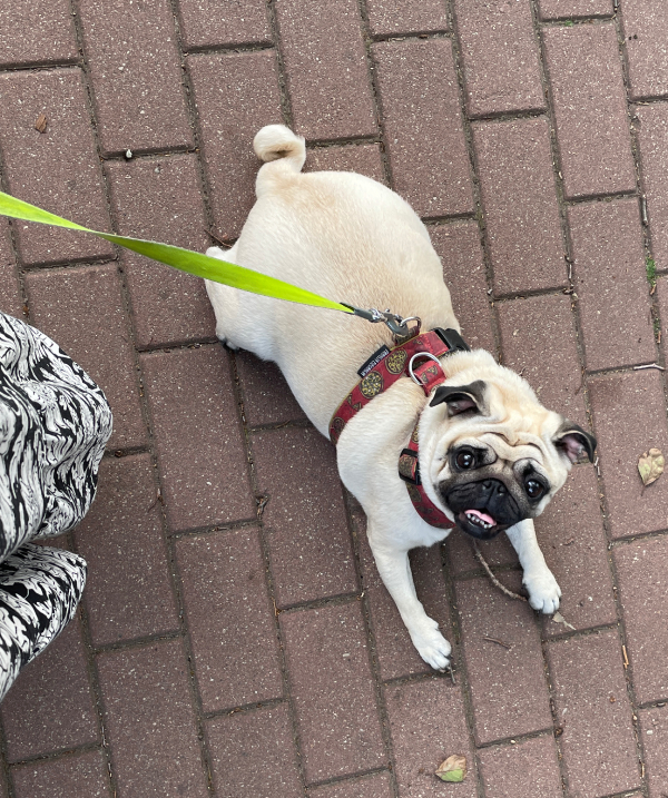 mops mopsik Czuczu mopsiczka Zazie