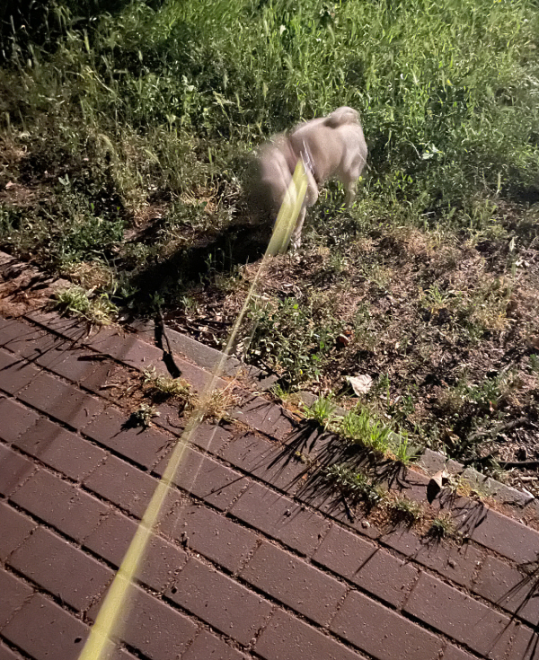 mops mopsik Czuczu mopsiczka Zazie