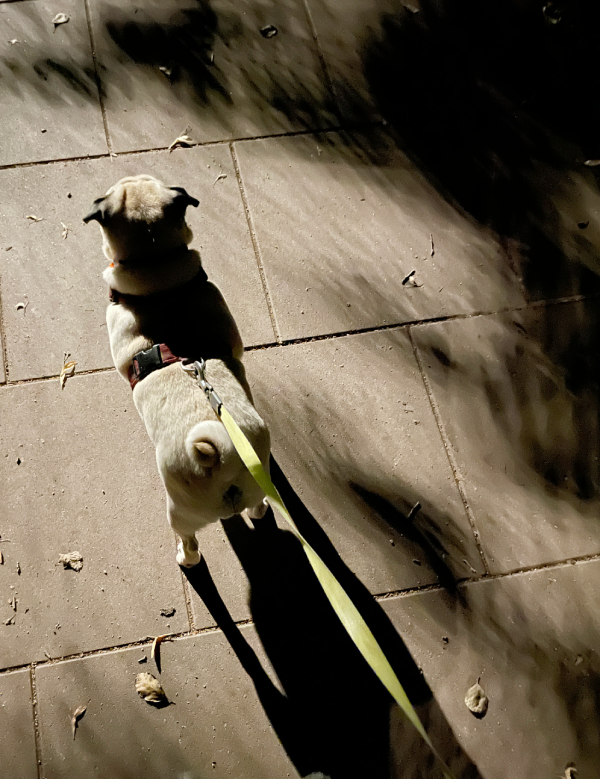 mops mopsik Czuczu mopsiczka Zazie