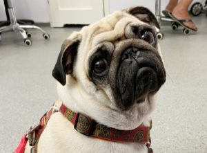 pierwsze podanie asparaginazy