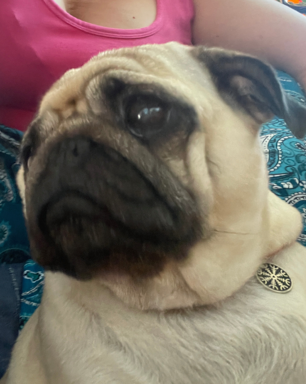 chemioterapia mopsik Czuczu