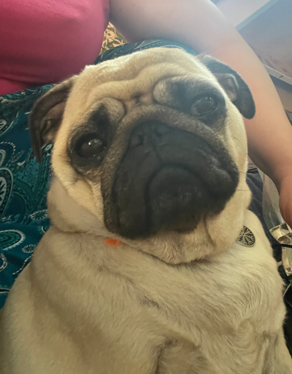 chemioterapia mopsik Czuczu