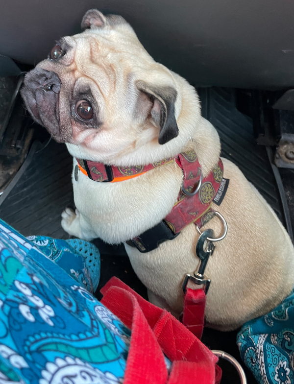 chemioterapia mopsik Czuczu