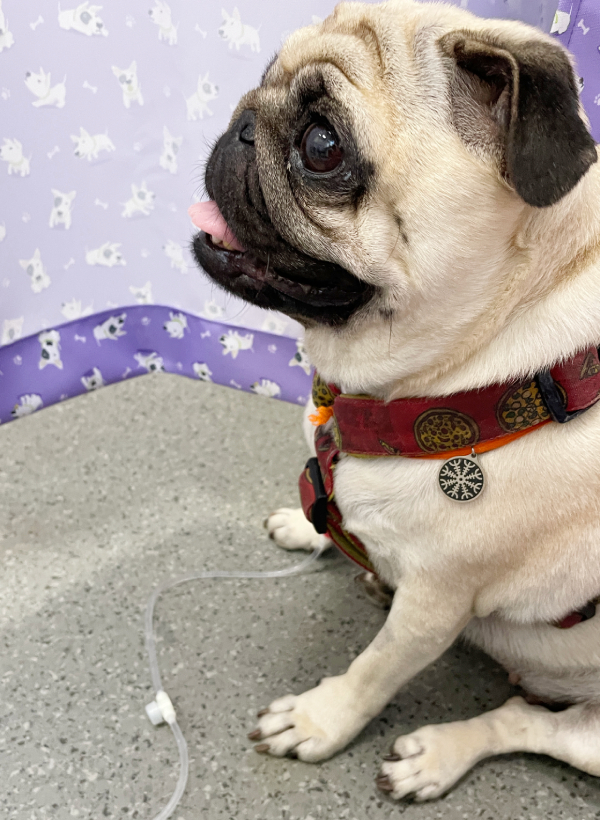 chemioterapia mopsik Czuczu