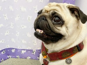 druga chemia Czuczełka