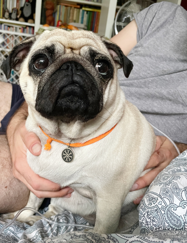 chemioterapia mopsik Czuczu