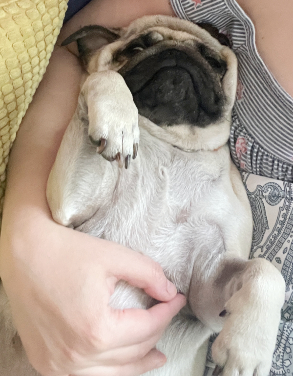 chemioterapia mopsik Czuczu