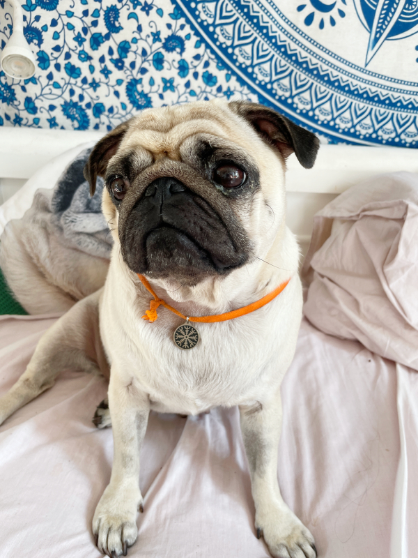 chemioterapia mopsik Czuczu