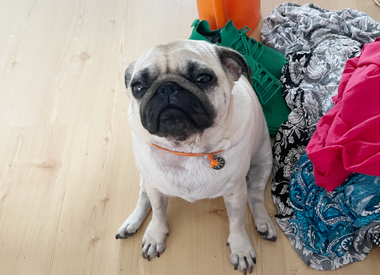 chemioterapia mopsik Czuczu