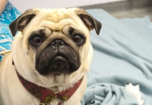 pierwsza chemioterapia Czuczu