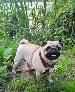 parkowy poranek z Czuczełkiem