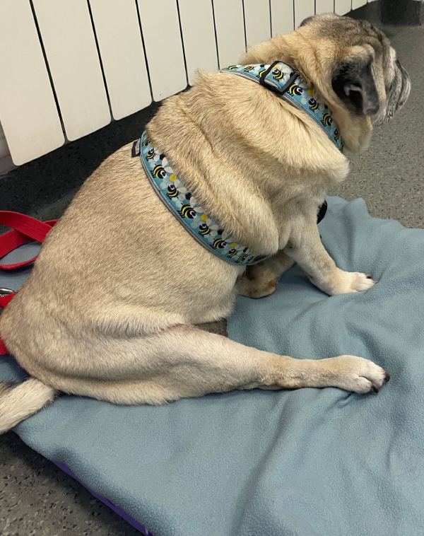 trzecia chemioterapia Czuczu i podanie asparaginazy