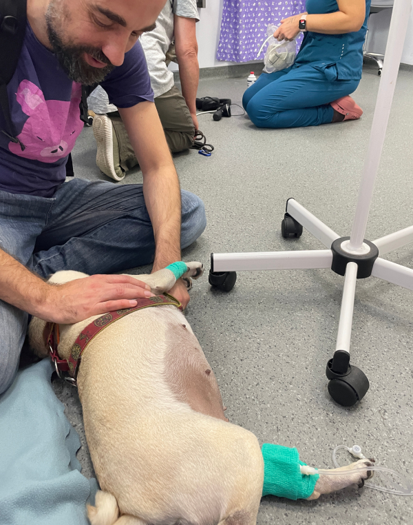 trzecia chemioterapia Czuczu i podanie asparaginazy