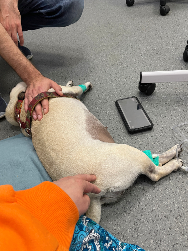 trzecia chemioterapia Czuczu i podanie asparaginazy