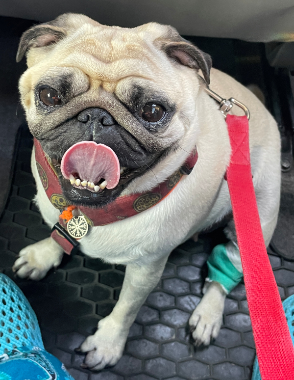 trzecia chemioterapia Czuczu i podanie asparaginazy