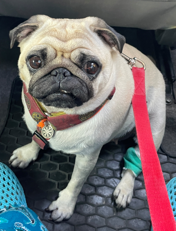 trzecia chemioterapia Czuczu i podanie asparaginazy