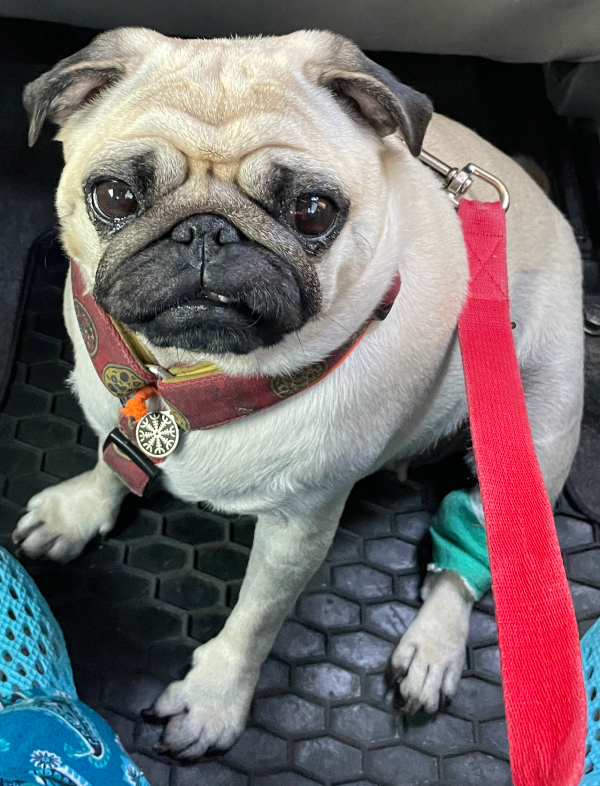 trzecia chemioterapia Czuczu i podanie asparaginazy