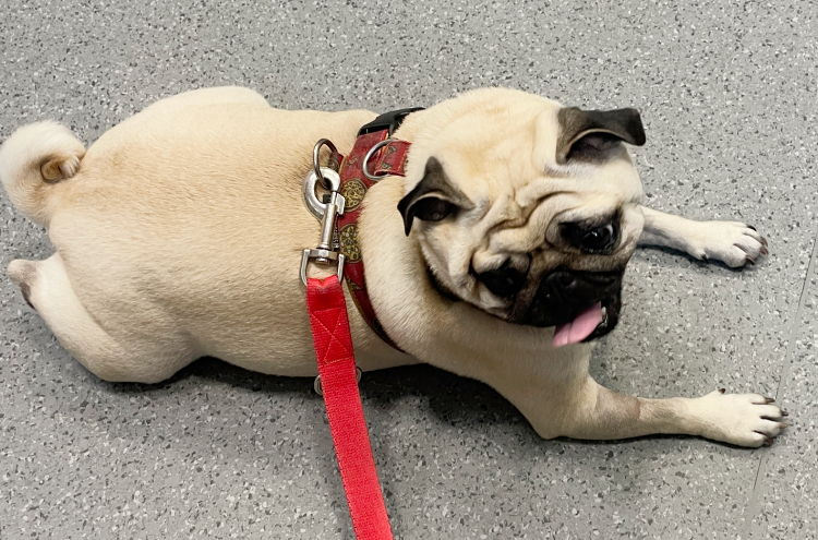 trzecia chemioterapia Czuczu i podanie asparaginazy