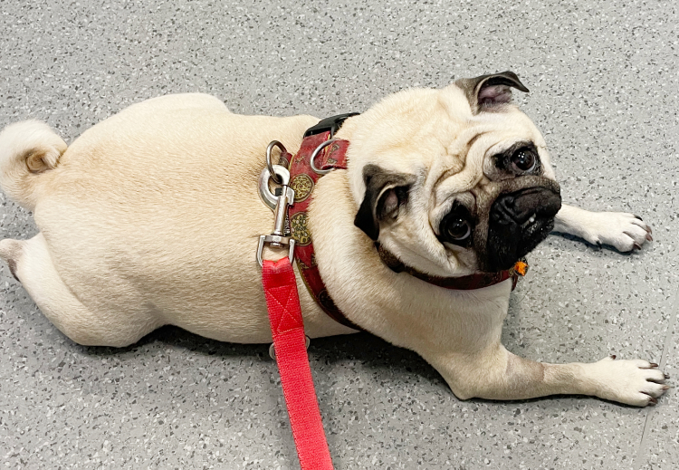 trzecia chemioterapia Czuczu i podanie asparaginazy