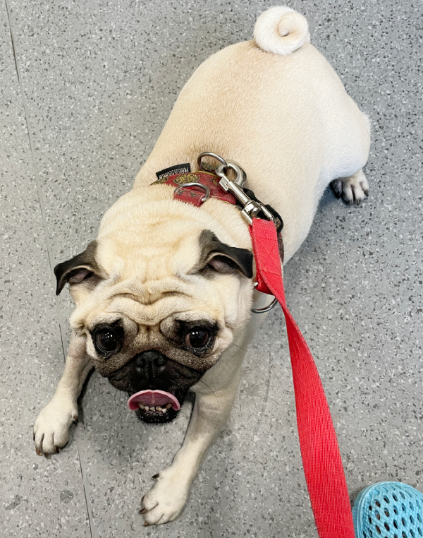 trzecia chemioterapia Czuczu i podanie asparaginazy