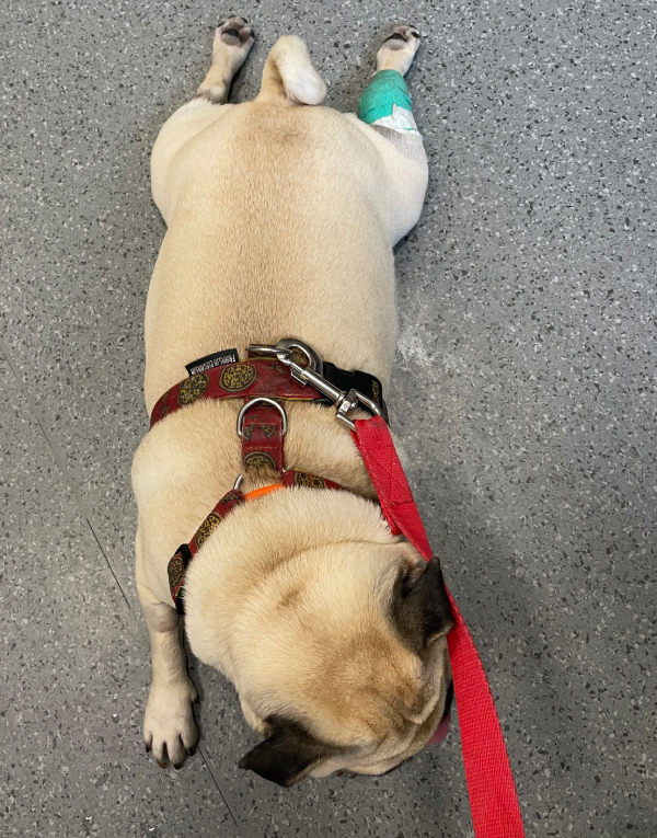 trzecia chemioterapia Czuczu i podanie asparaginazy