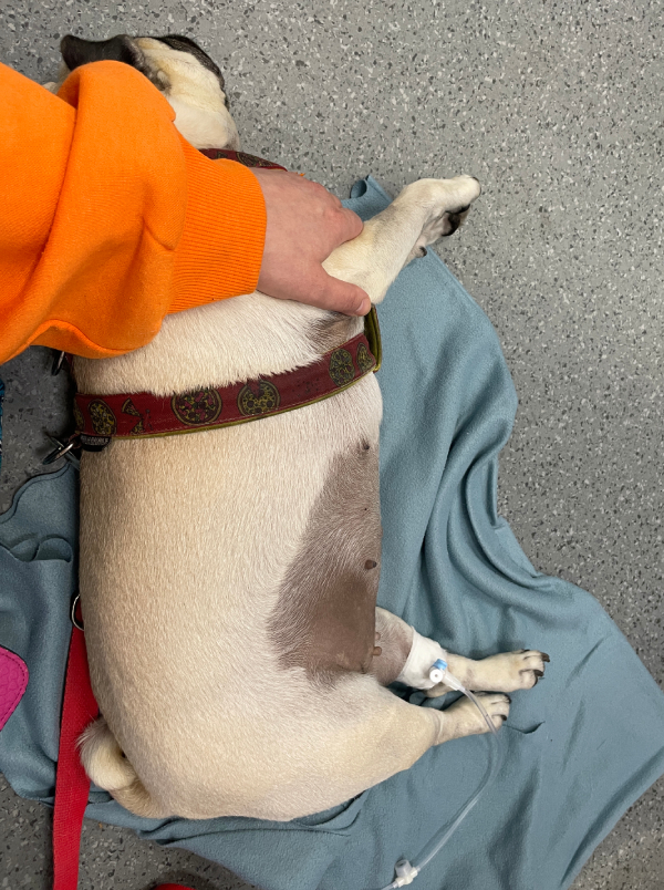 trzecia chemioterapia Czuczu i podanie asparaginazy