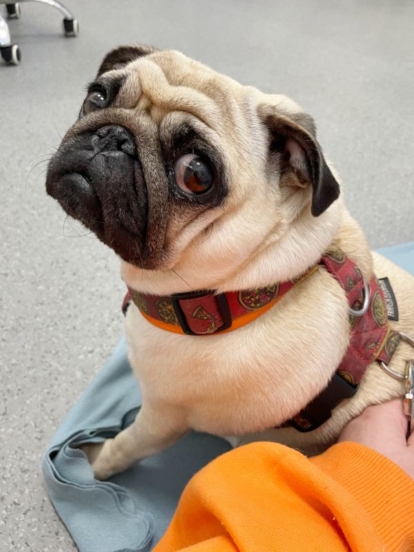 trzecia chemioterapia Czuczu i podanie asparaginazy