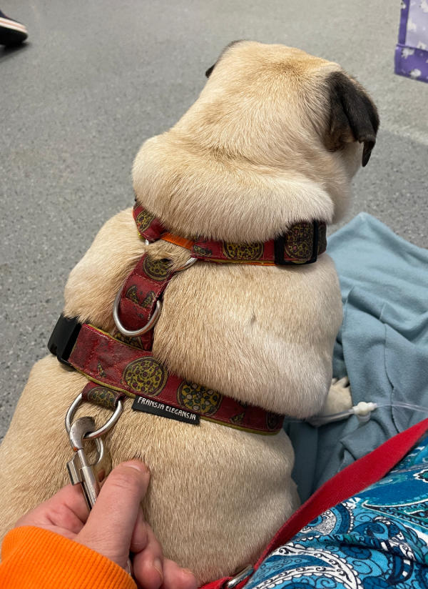 trzecia chemioterapia Czuczu i podanie asparaginazy