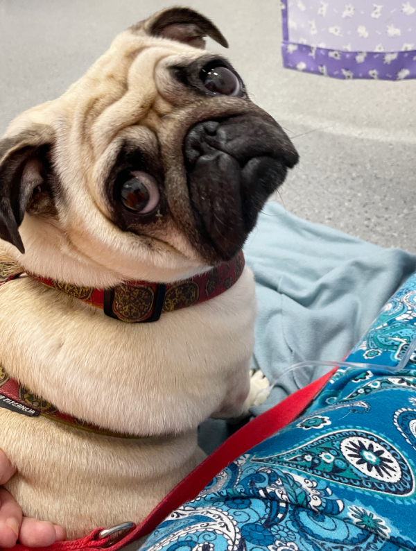 trzecia chemioterapia Czuczu i podanie asparaginazy