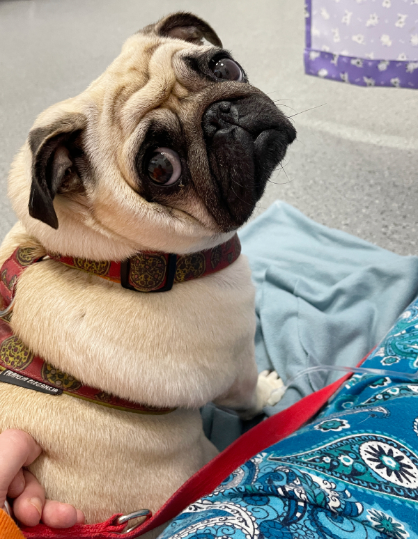 trzecia chemioterapia Czuczu i podanie asparaginazy