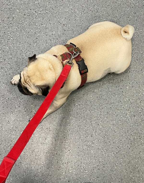 trzecia chemioterapia Czuczu i podanie asparaginazy