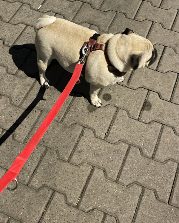 trzecia chemioterapia Czuczu i podanie asparaginazy