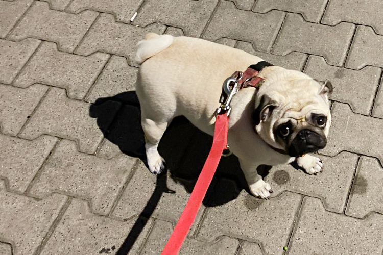 trzecia chemioterapia Czuczu i podanie asparaginazy