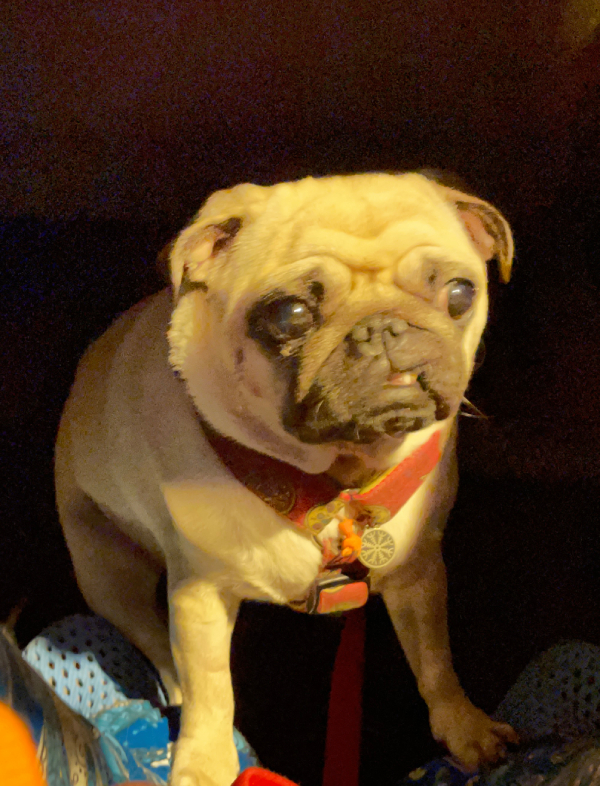 trzecia chemioterapia Czuczu i podanie asparaginazy