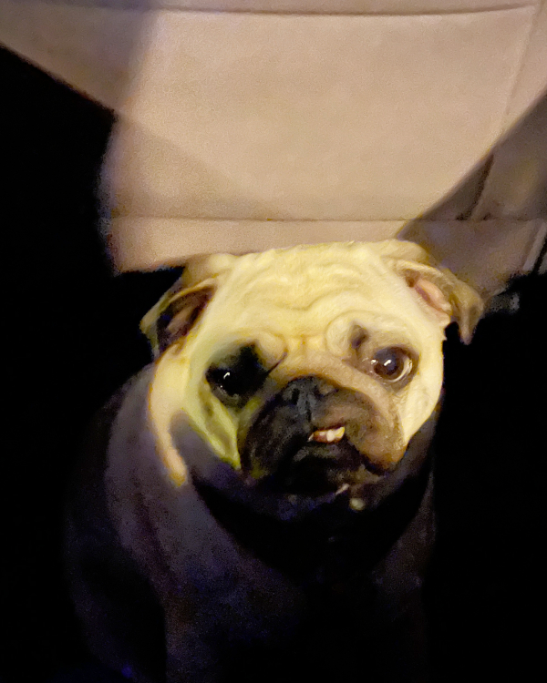 trzecia chemioterapia Czuczu i podanie asparaginazy